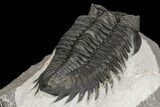 Coltraneia Trilobite Fossil - Huge Faceted Eyes #154330-5